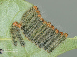 Poritia erycinoides elsiei