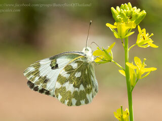 Pieridae (วงศ์ผีเสื้อหนอนกะหล่ำ)