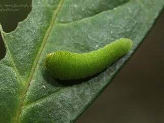 Lamproptera curius curius