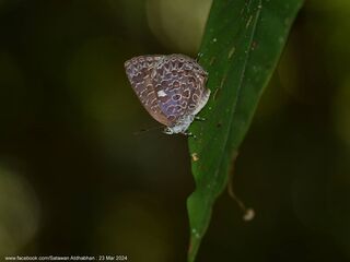 Arhopala ammonides chunsu