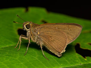 Caltoris brunnea caere