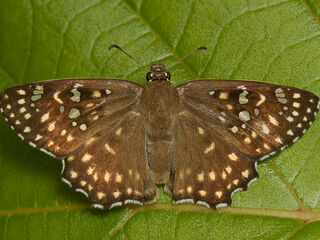 Abaratha alida alida