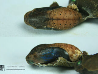 Arhopala alitaeus mirabella