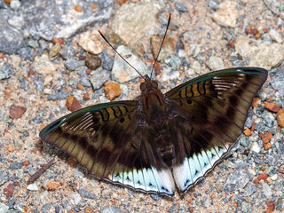 Euthalia phemius phemius