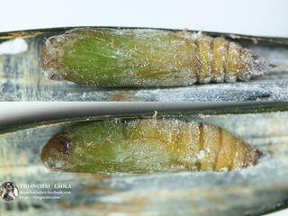 Suastus gremius gremius