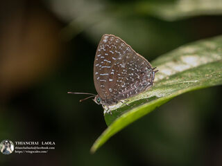 Arhopala democritus democritus