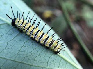Cethosia biblis biblis