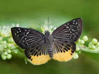 Mooreana trichoneura pralaya