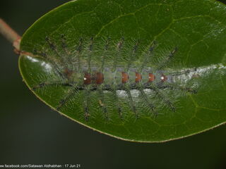 Euthalia adonia beata