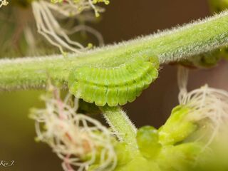 Nacaduba biocellata baliensis