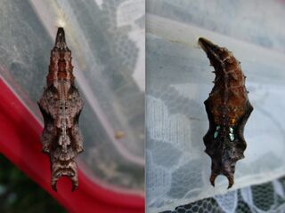 Nymphalis canace canace