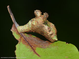 Jacoona anasuja anasuja