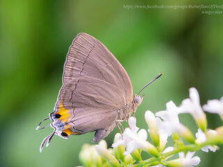 Tajuria mantra mantra