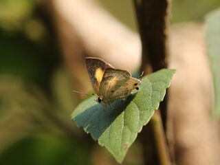 Sinthusa menglaensis