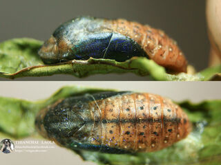 Arhopala atosia jahara