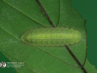 Arhopala paraganesa zephyretta