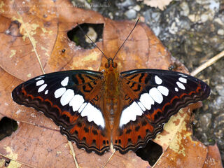 Moduza procris milonia