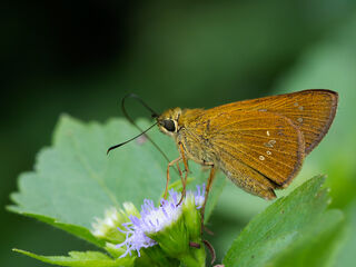Polytremis lubricans lubricans