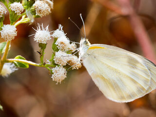 Pieridae (วงศ์ผีเสื้อหนอนกะหล่ำ)
