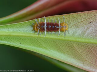 Thamala marciana marciana