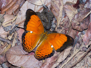 Cirrochroa emalea emalea