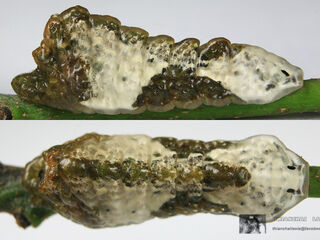 Tajuria cippus cippus