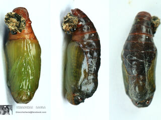 Miletus chinensis learchus