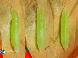 Ancistroides feisthamelii alysos