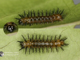 Phalanta phalantha phalantha