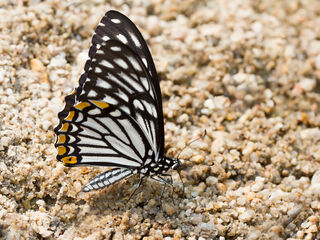 Papilio clytia clytia
