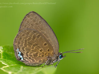 Arhopala muta maranda