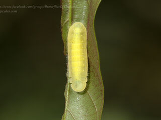 Arhopala eumolphus eumolphus