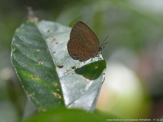 Arhopala moorei busa