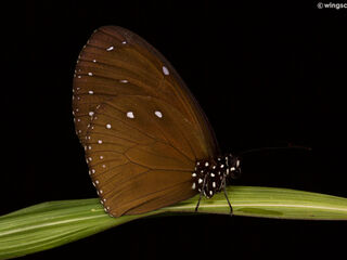 Euploea tulliolus ledereri