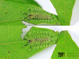 Euthalia evelina annamita