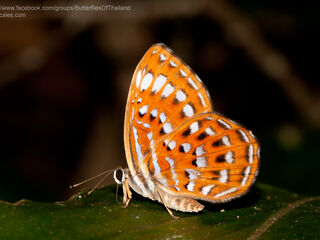 Laxita thuisto ephorus