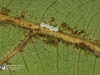 Semanga superba siamensis