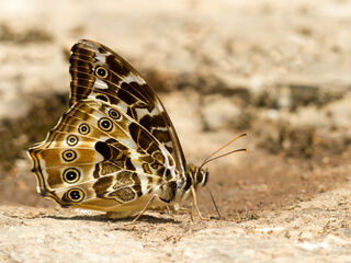 Neope armandii armandii