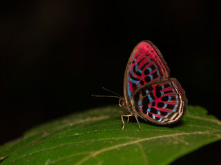 Paralaxita damajanti damajanti