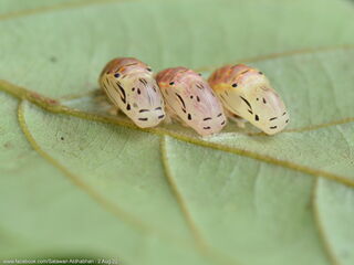 Poritia sumatrae sumatrae