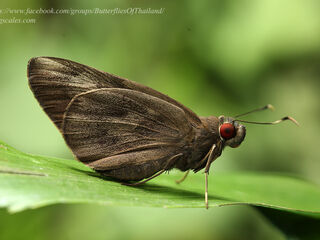 Erionota thrax thrax