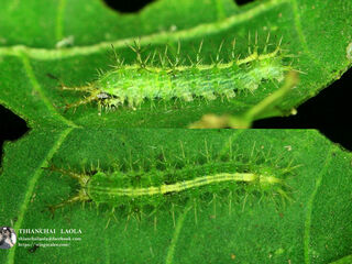 Ariadne merione tapestrina