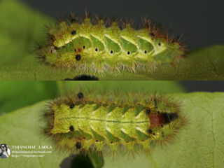 Rapala pheretima petosiris