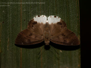 Tagiades parra naxos