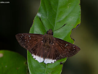 Darpa striata striata