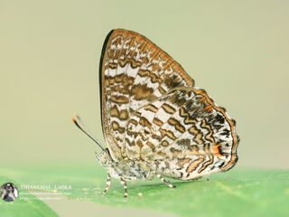 Poritia erycinoides elsiei