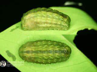 Amblypodia anita anita