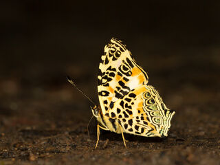 Symbrenthia hypselis cotanda