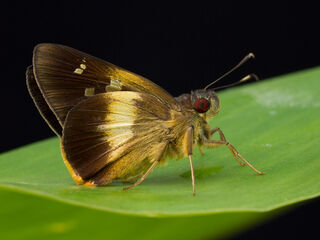 Hesperiidae (วงศ์ผีเสื้อบินเร็ว)