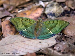 Euthalia nara shania